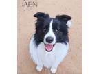 Adopt Jaèn a Black - with White Bearded Collie / Mixed dog in Fontana