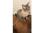 Adopt Judy a White (Mostly) Domestic Shorthair / Mixed cat in Bossier City