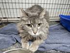 Adopt Pippa a Gray or Blue Domestic Longhair / Mixed cat in Bossier City