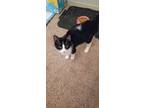 Adopt Lucy a Black & White or Tuxedo Domestic Shorthair / Mixed cat in Bossier