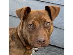 Adopt LAILANI (local) yo a Brown/Chocolate - with White Hound (Unknown Type) /