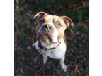 Adopt Titan a Brown/Chocolate - with White Pit Bull Terrier dog in Leverett