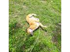 Adopt Nami a Red/Golden/Orange/Chestnut - with White Black Mouth Cur / Coonhound