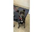 Adopt Smokey a Pit Bull Terrier / Mixed dog in Errington, BC (41193294)