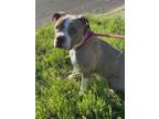 Adopt VALERIE a Tan/Yellow/Fawn - with White Pit Bull Terrier / Mixed dog in