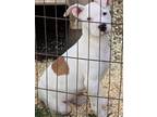 Adopt Casper a White - with Brown or Chocolate Pit Bull Terrier / Mixed dog in