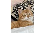 Adopt Bella Fleur a Orange or Red Domestic Mediumhair / Mixed (medium coat) cat