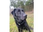 Adopt Shiloh a Black Labrador Retriever / Australian Shepherd / Mixed dog in