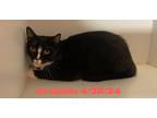 Adopt Cat Condo #8 Luna a Domestic Shorthair / Mixed (short coat) cat in