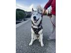 Adopt Archibald-adoption pending a White Husky dog in Kelowna, BC (41239327)