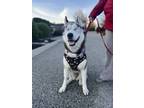 Adopt Archibald a White Husky dog in Kelowna, BC (41239327)