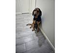 Adopt Miller a Brown/Chocolate - with Tan Bloodhound / Mixed dog in McAllen