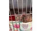 Adopt Moria a Domestic Shorthair / Mixed (short coat) cat in Henderson