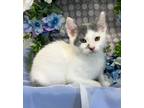 Adopt 3/5/24 - Weston a Domestic Shorthair / Mixed (short coat) cat in