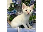 Adopt 3/5/24 - Whitney a Domestic Shorthair / Mixed (short coat) cat in
