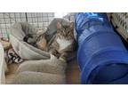 Adopt Gigabomb a Brown Tabby Domestic Shorthair / Mixed (short coat) cat in