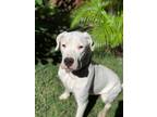 Adopt Pinkey a White Dogo Argentino / Mixed dog in Alpharetta, GA (41351057)