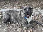 Adopt Raina a Brindle American Staffordshire Terrier / American Pit Bull Terrier