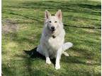 Adopt Volki a White German Shepherd Dog / Mixed dog in Hoffman Estates