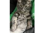 Adopt Milo a Gray or Blue (Mostly) Domestic Longhair / Mixed (medium coat) cat