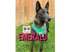 Adopt Mama Emerald Gem a Brown/Chocolate Dutch Shepherd dog in Provo