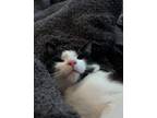 Adopt Broly a Black & White or Tuxedo American Shorthair / Mixed (short coat)