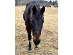 Adopt Tommy aka Big Boy Toz a Bay Standardbred / Mixed horse in Morris