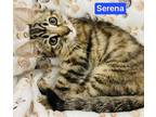 Adopt Serena a Gray or Blue Domestic Shorthair / Mixed Breed (Medium) / Mixed