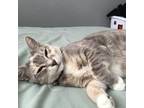 Adopt Áine a Brown Tabby Tabby / Mixed (medium coat) cat in Anaheim