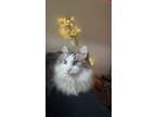 Adopt Milo and Otis a White (Mostly) Ragdoll / Mixed (medium coat) cat in