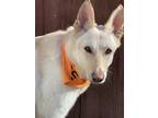 Adopt Dixon a White German Shepherd Dog / Mixed dog in Hoffman Estates