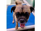 Adopt Hal a Tan/Yellow/Fawn Pug / Mixed dog in Canoga Park, CA (41174116)