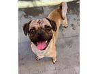 Adopt Val a Tan/Yellow/Fawn Pug / Mixed dog in Canoga Park, CA (41174114)