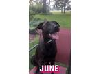 Adopt June a Brown/Chocolate Labrador Retriever / Mixed dog in Parsippany