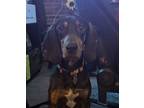 Adopt Vader a Black - with Tan, Yellow or Fawn Black and Tan Coonhound / Mixed