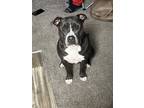 Adopt Luna a Gray/Silver/Salt & Pepper - with White American Pit Bull Terrier /