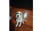 Adopt Malama a Merle Aussiedoodle / Mixed dog in Fountain Valley, CA (41350823)