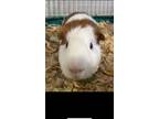 Adopt Dolce a Orange Guinea Pig (short coat) small animal in Lansdale