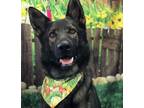Adopt Skipper a Black German Shepherd Dog / Mixed dog in El Cajon, CA (41350817)