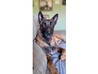 Adopt Kalani a Brown/Chocolate Belgian Malinois / Mixed dog in Greenwood