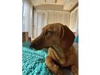 Adopt Donovan a Red/Golden/Orange/Chestnut Dachshund / Mixed dog in Plymouth