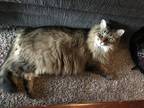 Adopt Linus a Brown Tabby Domestic Mediumhair / Mixed (medium coat) cat in East