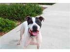 Adopt SKY a White Pit Bull Terrier / Mixed dog in Tustin, CA (41277298)