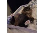 Adopt Ramona a Brown Tabby Domestic Mediumhair / Mixed (medium coat) cat in East
