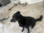 Adopt Benny a Black Shepherd (Unknown Type) / Labrador Retriever / Mixed dog in