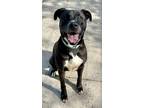 Adopt Bam Bam a Black American Pit Bull Terrier / Mixed Breed (Medium) / Mixed