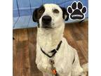 Adopt Sabie a White Foxhound / Mixed dog in Tangent, OR (41294492)