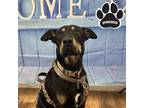 Adopt T-Rex a Black Mixed Breed (Large) / Mixed dog in Tangent, OR (41257884)