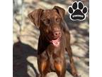 Adopt Patrick Swayze a Red/Golden/Orange/Chestnut Doberman Pinscher / Mixed dog