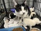 Adopt Hawaii a White Domestic Shorthair / Domestic Shorthair / Mixed cat in